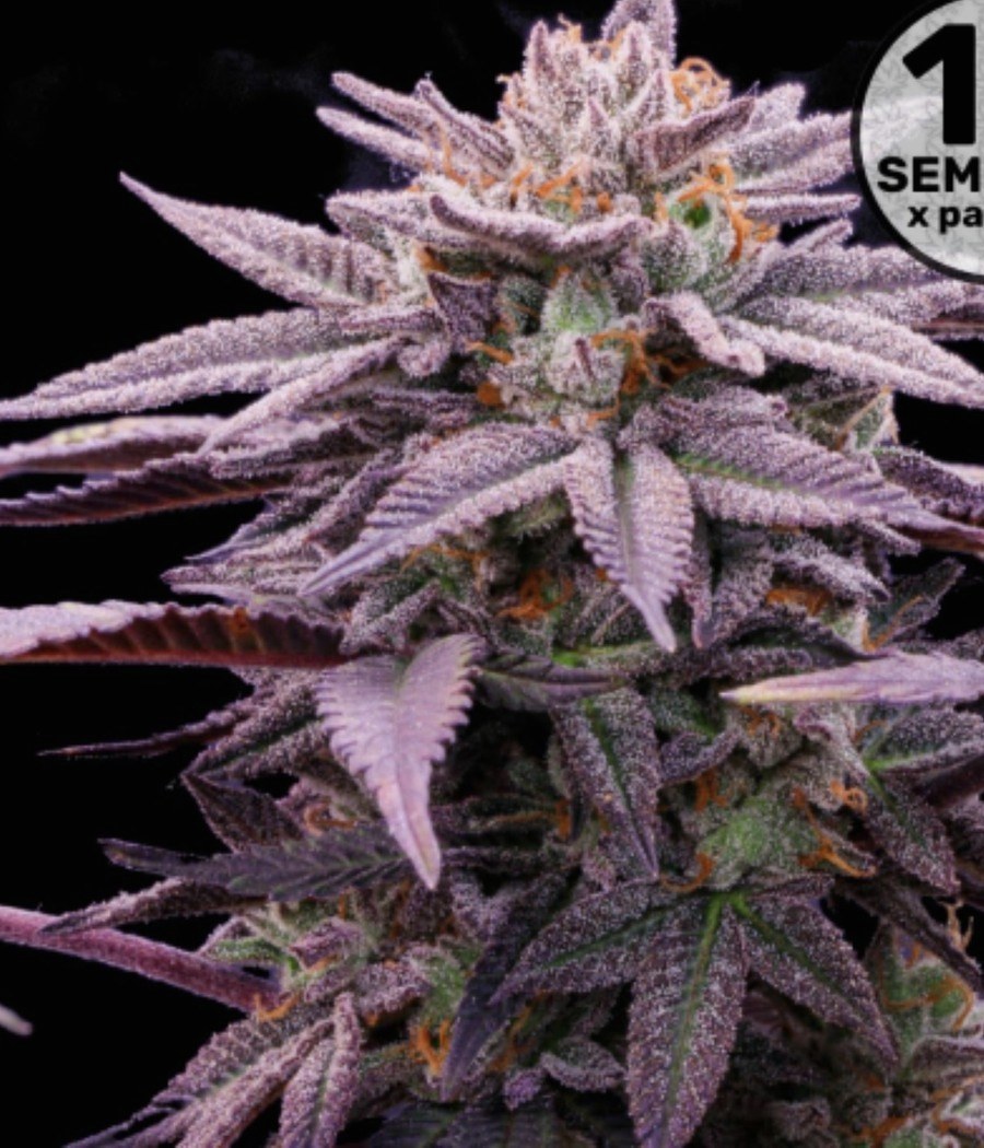 AK-47 - semilla de cannabis autofloreciente