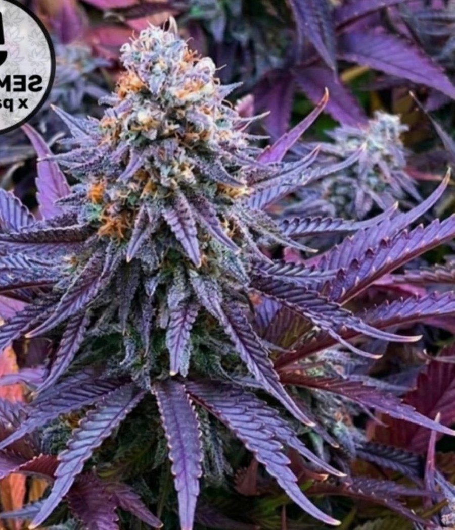 Amnesia Haze - semilla de cannabis autofloreciente