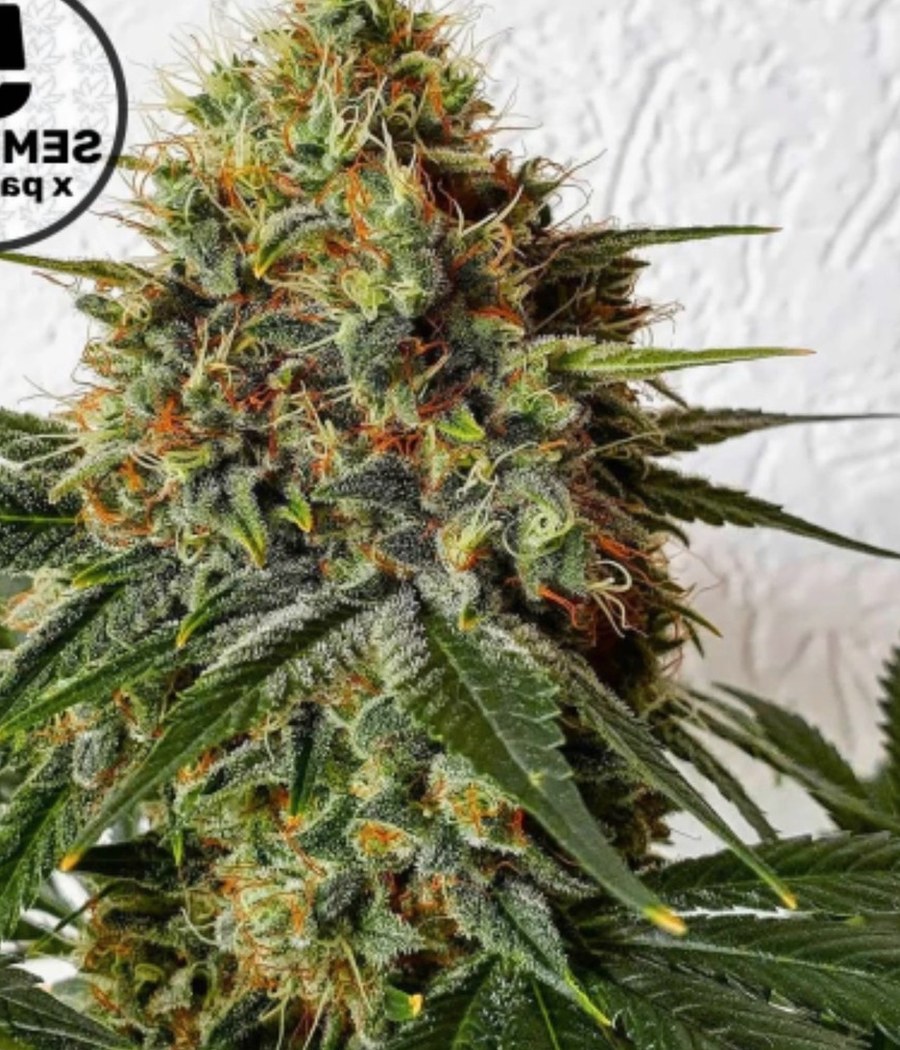 Critical Auto - semilla de cannabis autofloreciente
