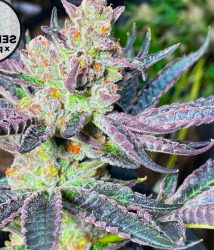 Gorilla Glue Auto - semilla de cannabis autofloreciente