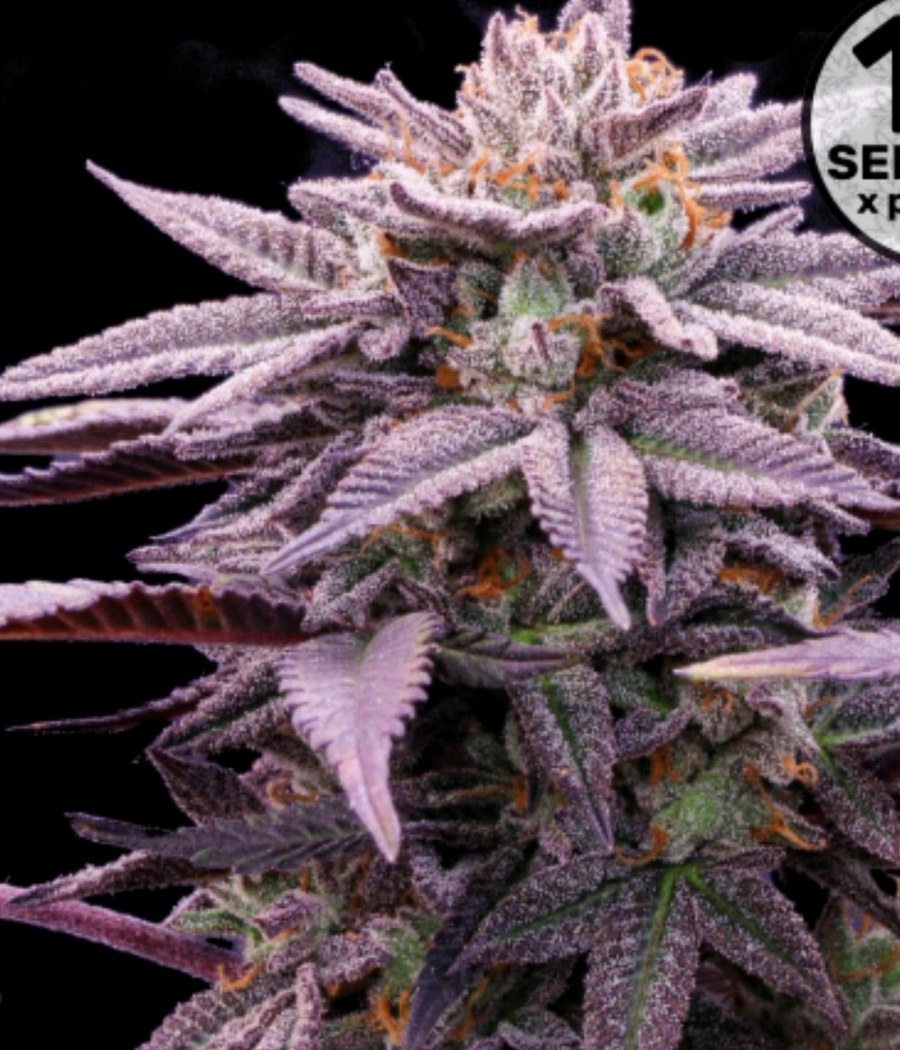 Jack Herer - semilla de cannabis fotoperiódica
