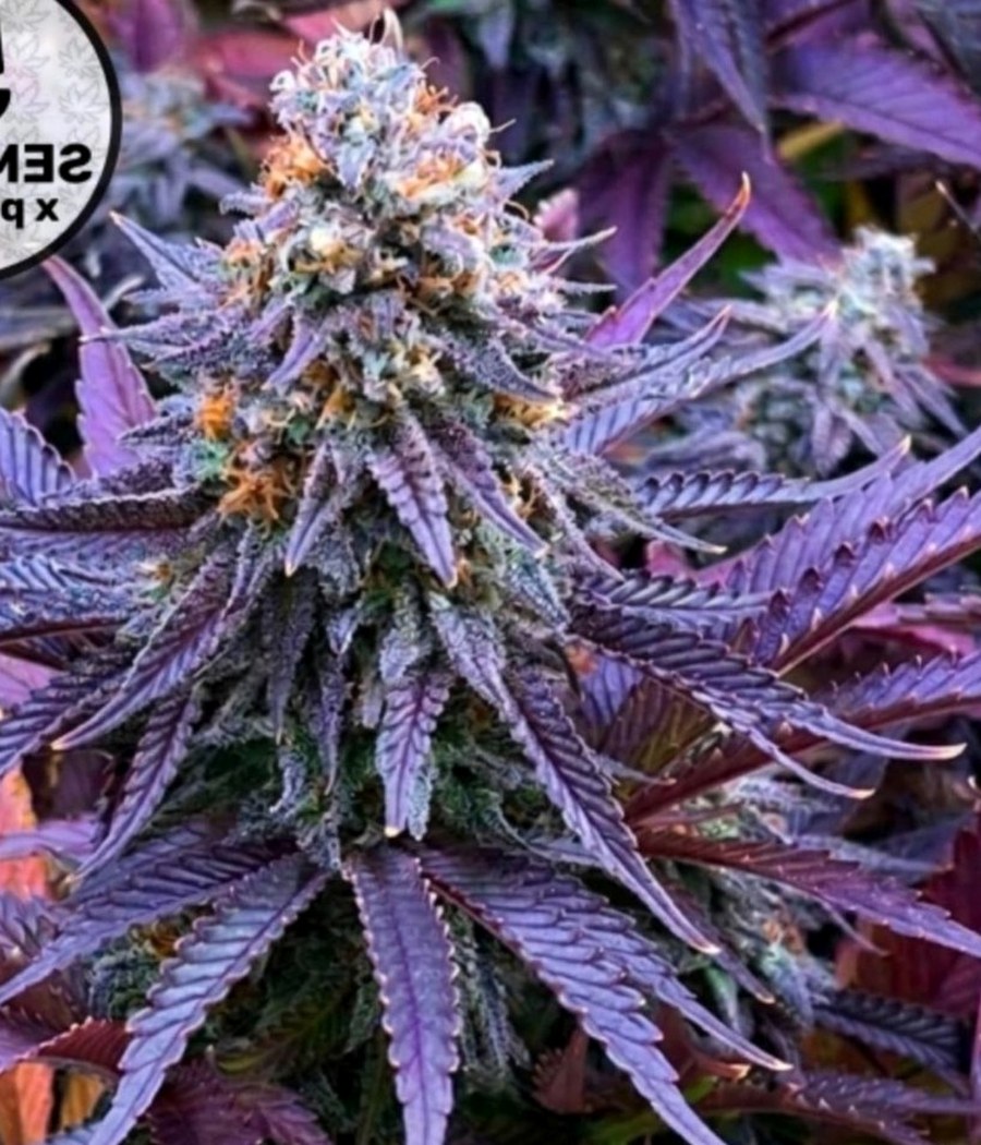 Jamaican - semilla de cannabis fotoperiódica