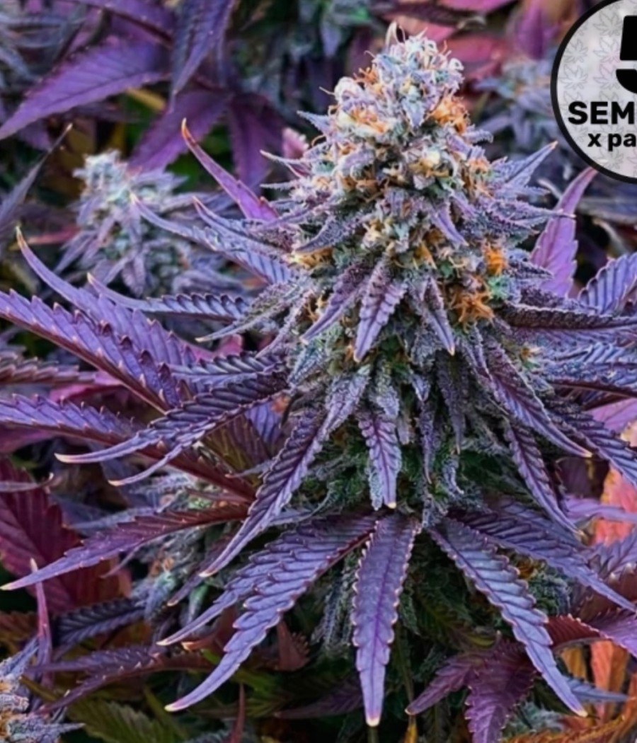 Lemon Haze - semilla de cannabis fotoperiódica