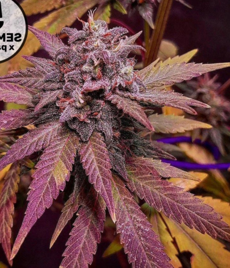 Moby Dick Auto - semilla de cannabis autofloreciente