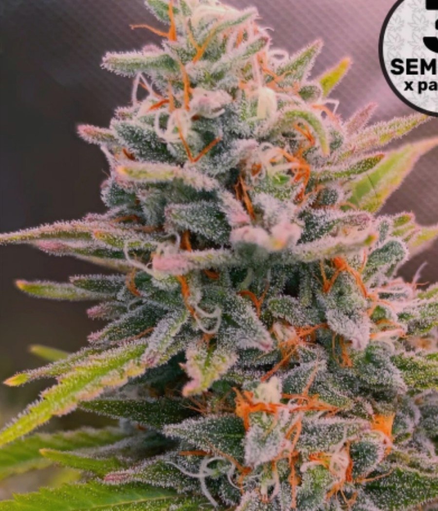 OG Kush - semilla de cannabis autofloreciente