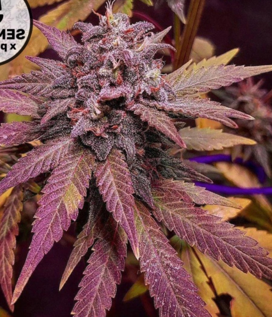 Purple Haze - semilla de cannabis fotoperiódica