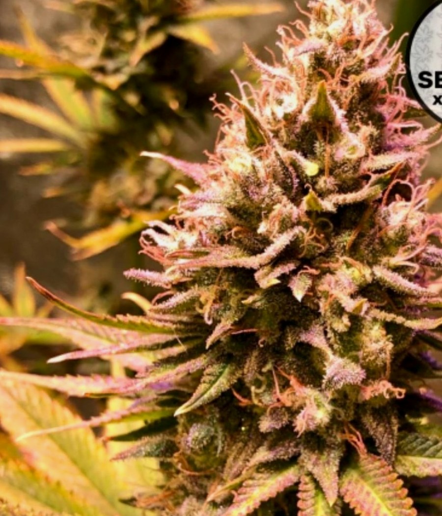Skunk #1 - semilla de cannabis fotoperiódica