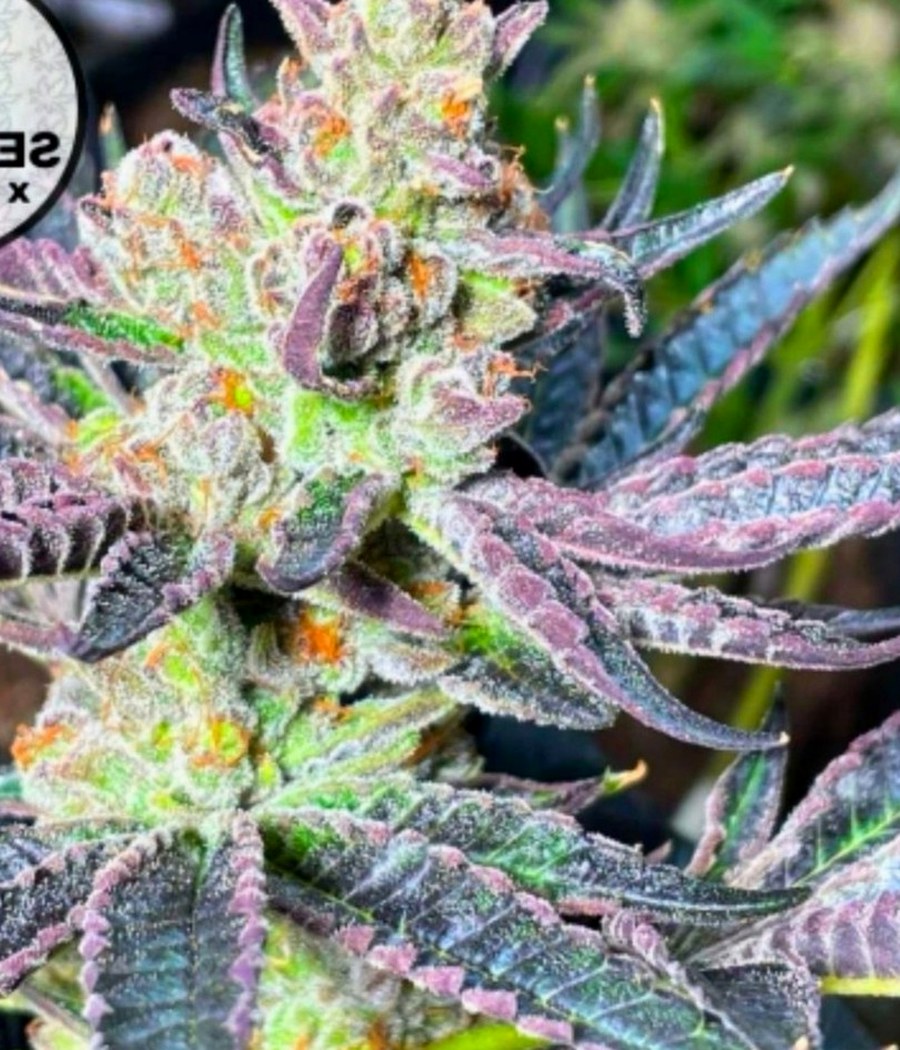 Somango XL - semilla de cannabis autofloreciente