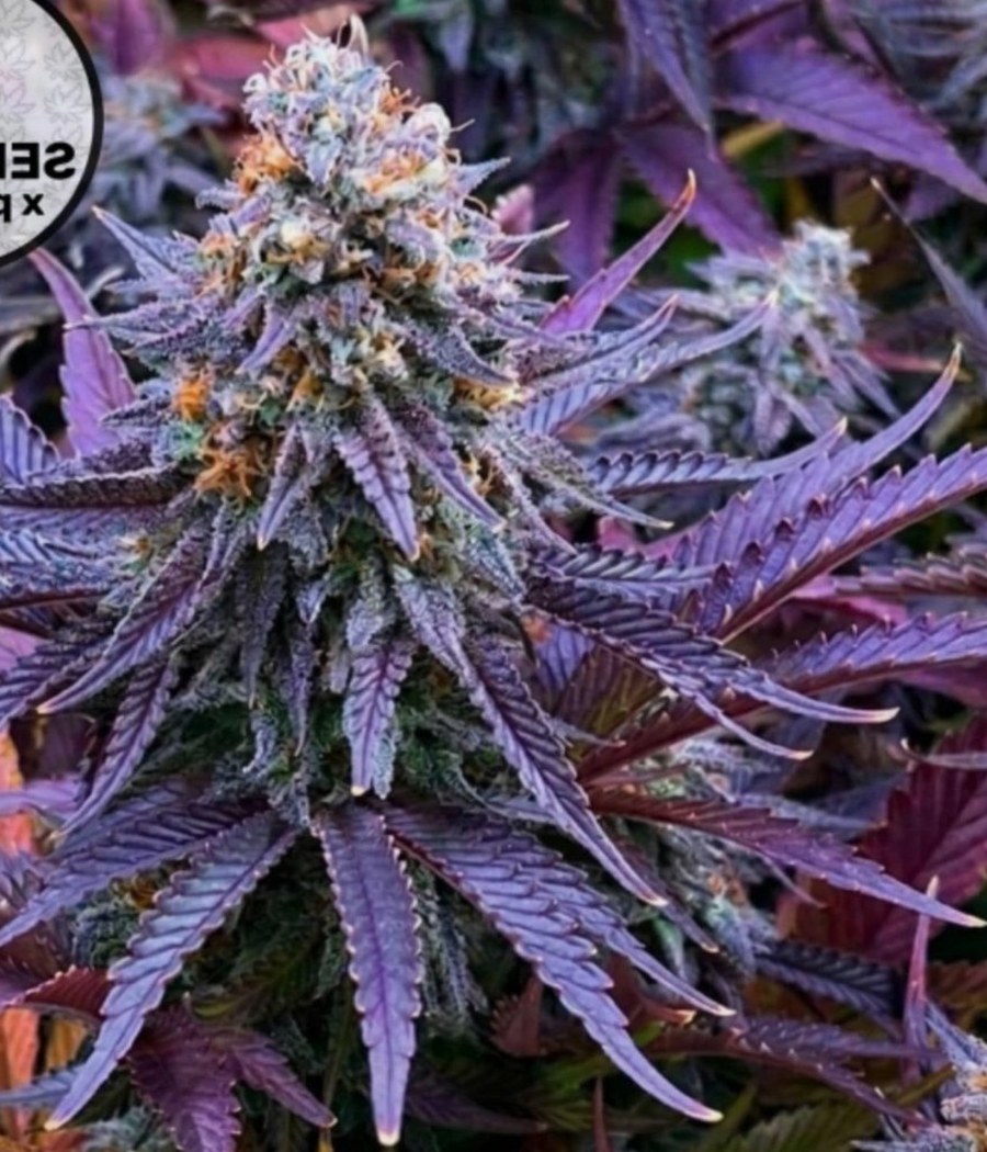 Wedding Cake - semilla de cannabis fotoperiódica