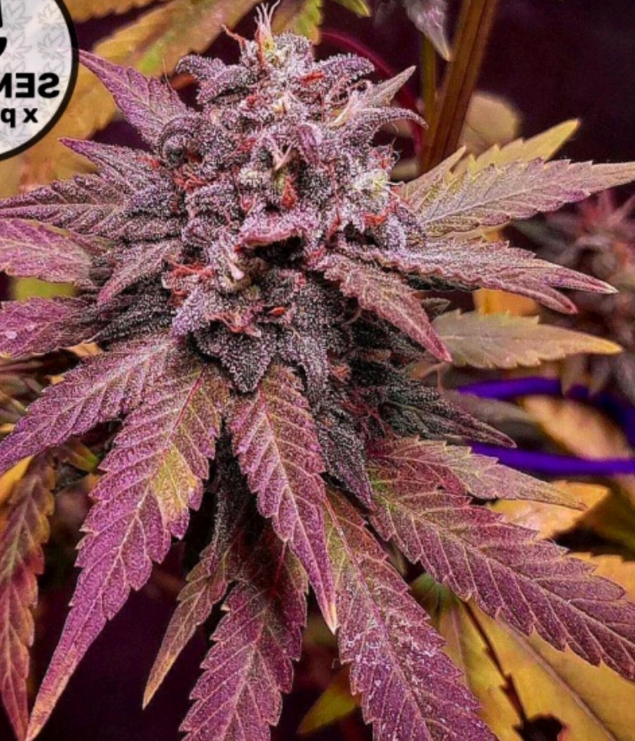 White Widow Auto - semilla de cannabis autofloreciente