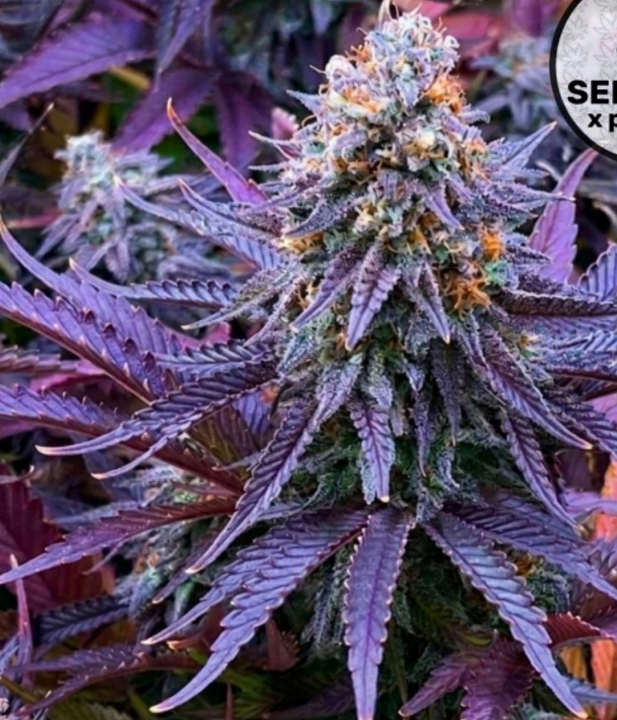 White Widow - semilla de cannabis fotoperiódica