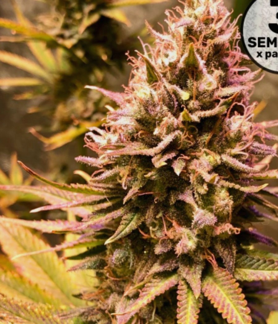 Y Griega - semilla de cannabis fotoperiódica